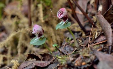 Corybas himalaicus 喜馬拉雅盔蘭