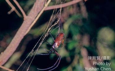 Nephila pilipes Fabricius, 1793 人面蜘蛛