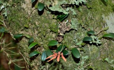 Bulbophyllum albociliatum var. albociliatum 白毛捲瓣蘭