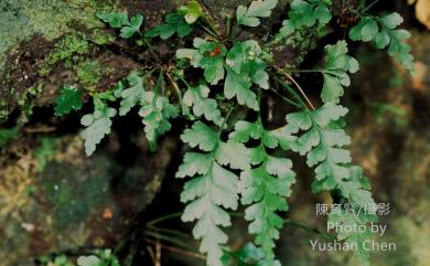 Asplenium oldhamii Hance 俄氏鐵角蕨