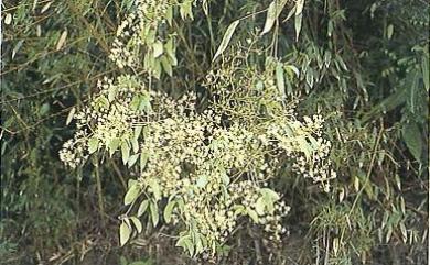 Clematis uncinata var. okinawensis (Ohwi) Ohwi 毛果鐵線蓮