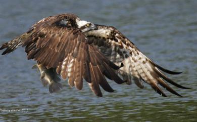 Pandion haliaetus (Linnaeus, 1758) 魚鷹