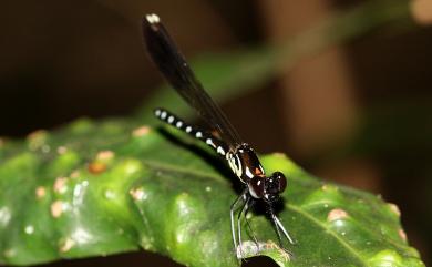 Heliocypha perforata perforata 棋紋鼓蟌