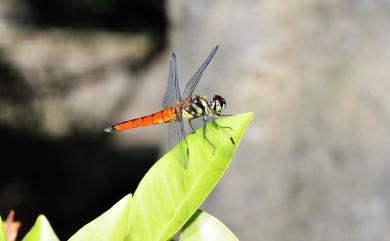 Lyriothemis elegantissima Selys, 1883 廣腹蜻蜓