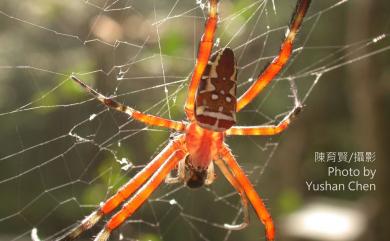 Argiope ocula Fox, 1938 眼點金蛛