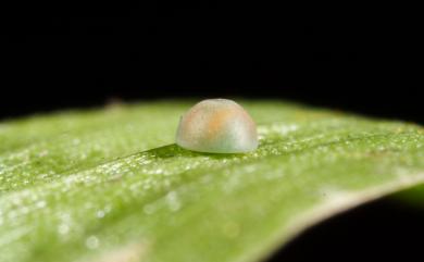 Parnara guttatus (Bremer & Grey, 1852) 稻弄蝶