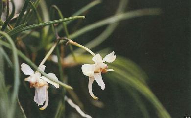 Holcoglossum quasipinifolium (Hayata) Schltr. 撬唇蘭