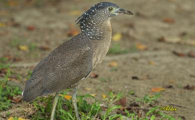 Gorsachius melanolophus (Raffles, 1822) 黑冠麻鷺