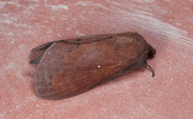 Dendrolimus punctatus (Walker, 1855) 馬尾松枯葉蛾