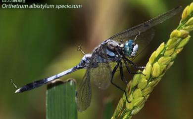 Orthetrum albistylum speciosum (Uhler, 1858) 白刃蜻蜓