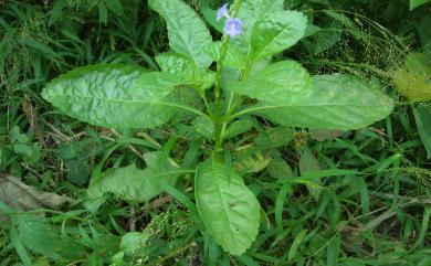 Stachytarpheta jamaicensis (L.) Vahl 牙買加長穗木