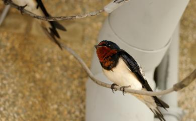 Hirundo rustica mandschurica Meise, 1934 家燕(紅腹亞種)