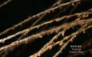 Miscanthus floridulus 五節芒