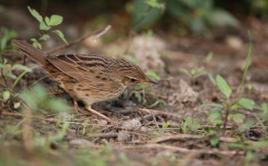 Locustella lanceolata lanceolata (Temminck, 1840) 矛斑蝗鶯(大陸亞種)