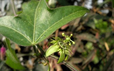 Passiflora suberosa 三角葉西番蓮