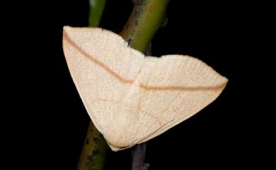 Parabapta obliqua Yazaki, 1989 斜澄線尺蛾