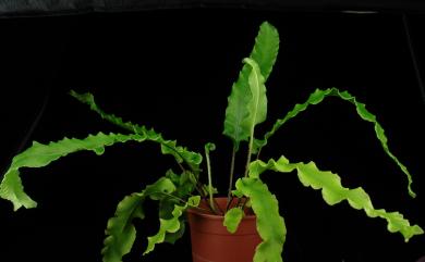 Asplenium scolopendrium subsp. japonicum 對開蕨