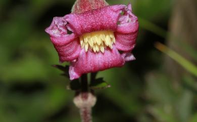 Clematis tsugetorum 高山鐵線蓮