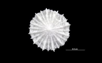 Fungiacyathus sibogae (Alcock, 1902) 西坡加蕈杯珊瑚