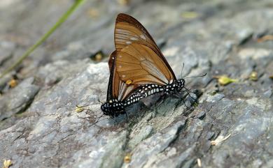 Papilio epycides melanoleucus Ney, 1911 黃星斑鳳蝶