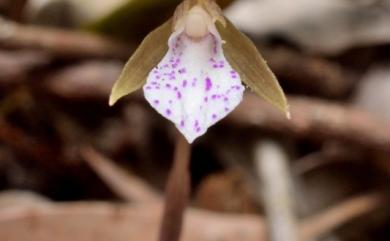Nervilia nipponica 單花脈葉蘭