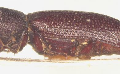 Heterobostrychus aequalis (Waterhouse, 1884) 雙鉤異翅長蠹