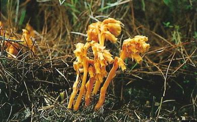 Monotropa hypopitys 錫杖花