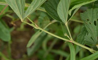 Flemingia lineata (L.) Roxb. ex W.T. Aiton 線葉佛來明豆