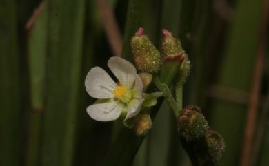 Drosera burmannii Vahl 金錢草