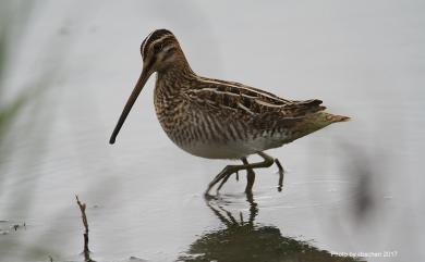 Gallinago gallinago (Linnaeus, 1758) 田鷸