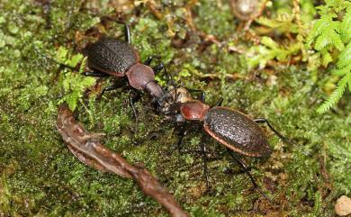 Carabus nankotaizanus Kano, 1932 臺灣擬食蝸步行蟲