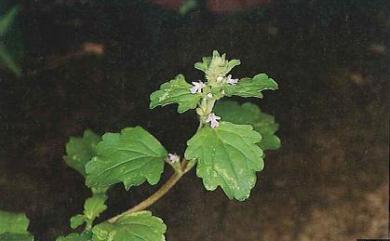 Ajuga dictyocarpa Hayata 網果筋骨草