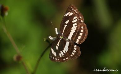 Neptis hylas luculenta Fruhstorfer, 1907 豆環蛺蝶