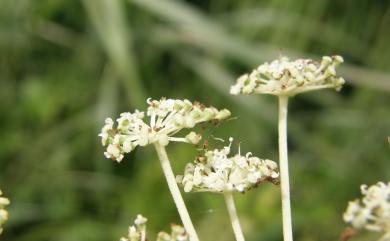 Angelica dahurica var. formosana 野當歸