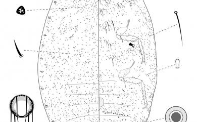 Planococcus krauhniae (Kuwana, 1906) 臀紋粉介殼蟲