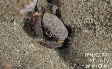 Actaeodes tomentosus (Milne-Edwards, 1834) 絨毛仿銀杏蟹