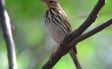 Anthus hodgsoni yunnanensis 樹鷚