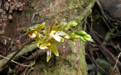 Chrysoglossum ornatum Blume 黃唇蘭