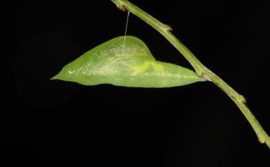 Eurema hecabe (Linnaeus, 1758) 黃蝶