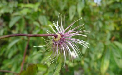 Clematis lasiandra Maxim. 小木通