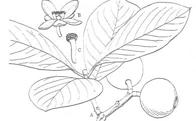 Garcinia multiflora Champ. ex Benth. 恆春福木