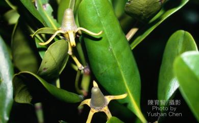 Kandelia obovata Sheue, H.Y.Liu & J.W.H.Yong 水筆仔