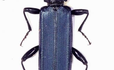 Cucujus mniszechi Grouvelle, 1874 藍翅扁甲