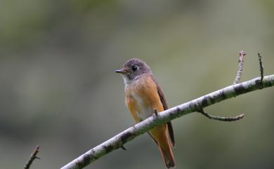 Muscicapa ferruginea (Hodgson, 1845) 紅尾鶲