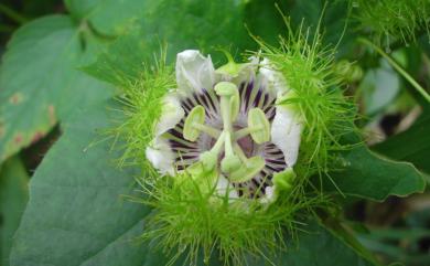 Passiflora vesicaria 毛西番蓮