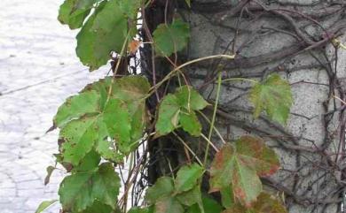 Parthenocissus tricuspidata (Sieb. & Zucc.) Planch., 1887 地錦