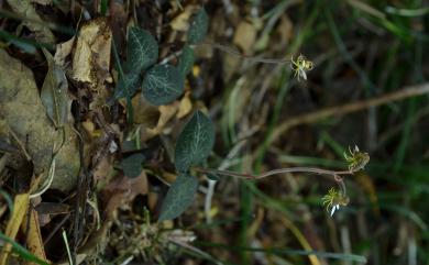 Anoectochilus formosanus Hayata 臺灣金線蓮