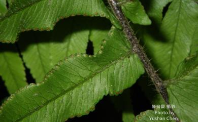 Microlepia hookeriana 虎克氏鱗蓋蕨