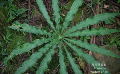 Arisaema consanguineum Schott 長行天南星