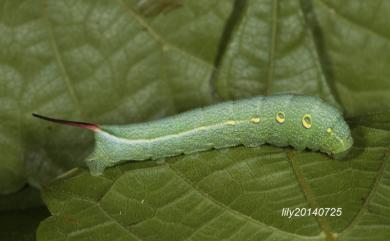 Theretra japonica (Boisduval, 1869) 日本斜紋天蛾